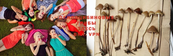сатива Россошь